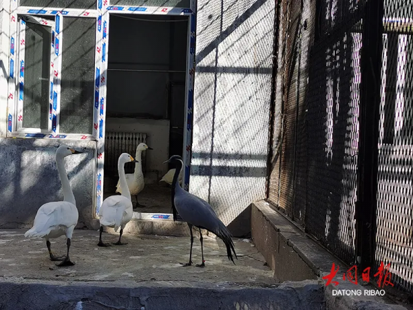 霜凍來襲!大同動物園裡的動物還好嗎? 霜凍來襲!大同動物園裡的動物還好嗎?