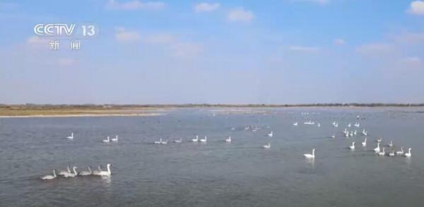 河口天鵝自然保護地:碧水黃沙 候鳥雲集 河口天鵝自然保護地:碧水黃沙 候鳥雲集