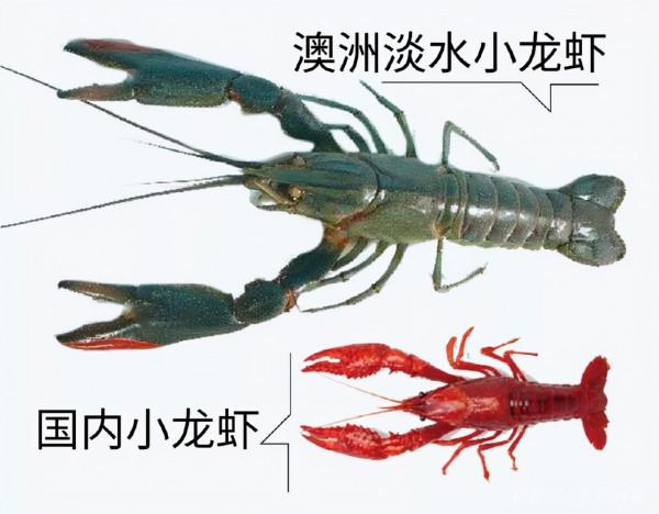 新疆男子沙漠5畝池塘養澳洲淡水蝦,個頭比手掌大,畝利潤達萬元 新疆男子沙漠5畝池塘養澳洲淡水蝦,個頭比手掌大,畝利潤達萬元