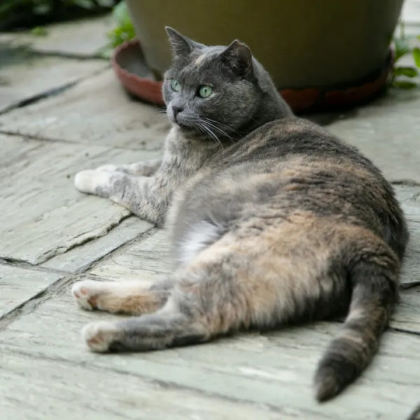 做你的影子,好不好? 做你的影子,好不好?