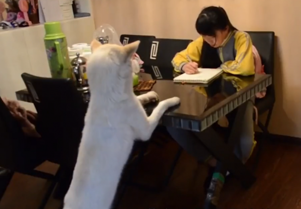 故事:韓國神奇&quot;哮天犬&quot;,化身最強家教監督孩子,它是怎麼被馴服的