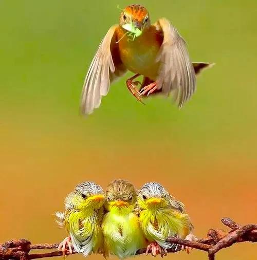 不同種類的“鳥媽媽”有一樣的愛