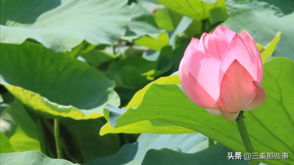 天賜眉縣好風景