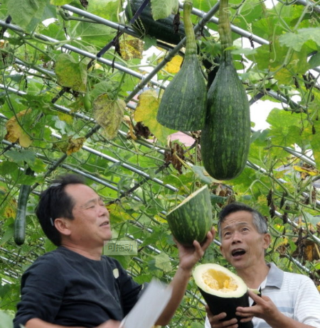 神奇的蔬菜“砍瓜”：隨吃隨砍、砍後能長出來，一株就夠全家人吃