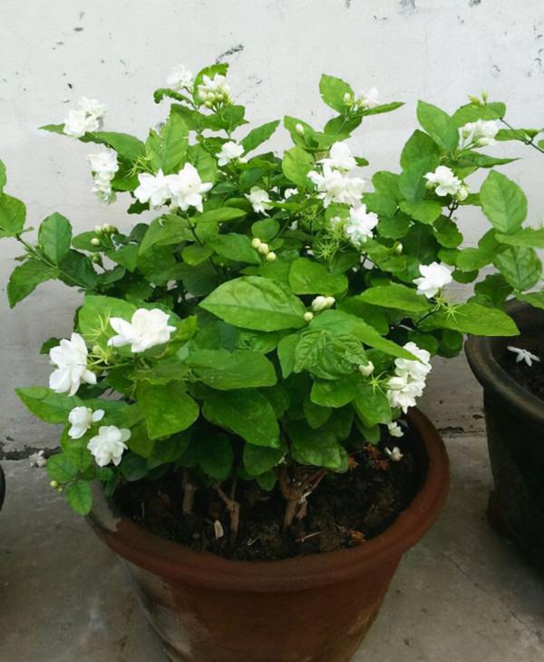 家庭常見“愛吃醋”的4種花，想要它們長得好，醋可不能少