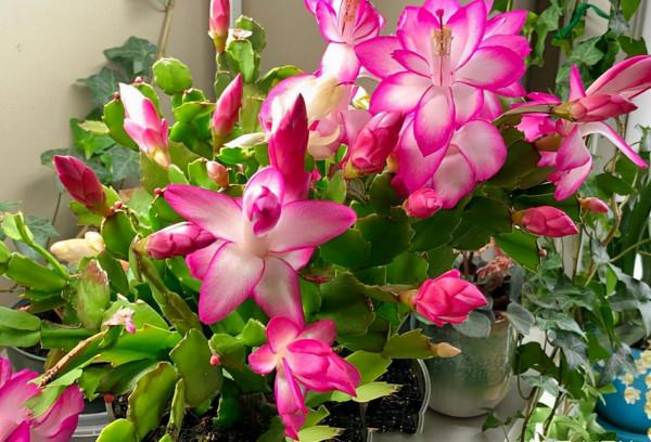 適合立冬後養的“9種花”,喜歡溫涼愛開花,有的花美,有的花香 適合立冬後養的“9種花”,喜歡溫涼愛開花,有的花美,有的花香