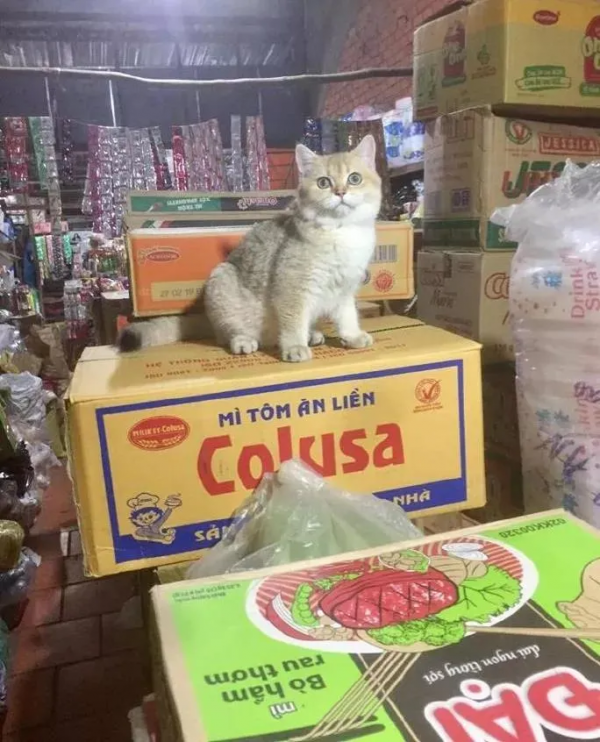 好勤勞的貓貓，小小年紀就出來打工補貼家用了