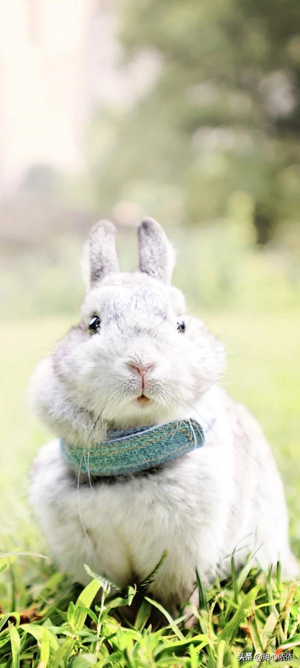軟糯可愛的小兔兔，毛絨絨治癒力超強