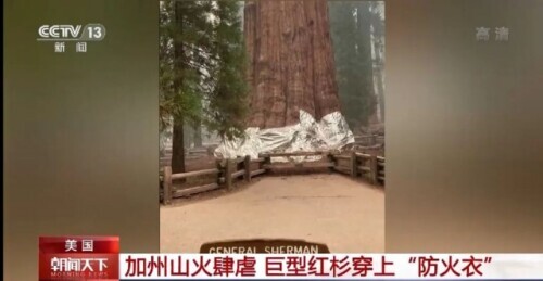 為抵抗肆虐山火 美巨型紅杉穿上這樣的“防火衣”