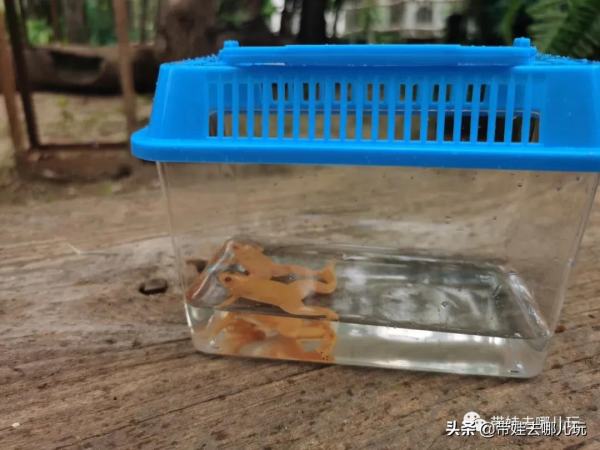 北京新開一家動物園,可以和老虎共進午餐 北京新開一家動物園,可以和老虎共進午餐