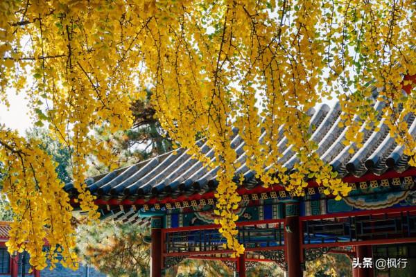 再有半個月，北京將迎來最美的季節，12個銀杏寶藏地，附機位攻略