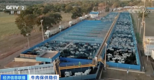 中秋,牛肉價格上漲,銷量也大漲!超市一天補貨三次 中秋,牛肉價格上漲,銷量也大漲!超市一天補貨三次