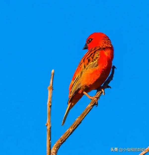 極品紅色鳥&mdash;&mdash;酒紅朱雀
