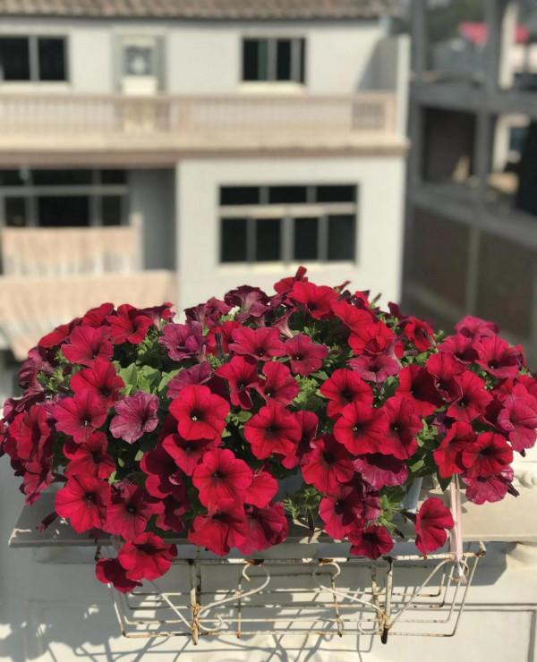 矮牽牛花，要想開花爆盆，就要大剪大修，有舍才有得