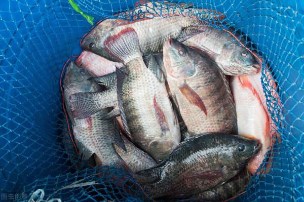 繼蔬菜後，2種水產品集體漲2元，羅非、牛蛙跟漲，魚農：不虧了