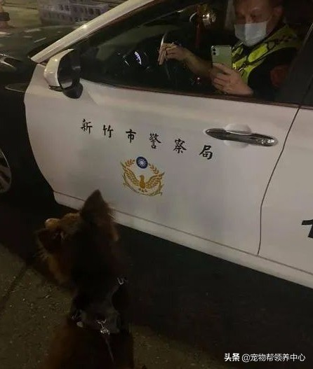 主人遛狗被警察攔截,警察:“這狗犯可愛罪,要拍照留底!” 主人遛狗被警察攔截,警察:“這狗犯可愛罪,要拍照留底!”