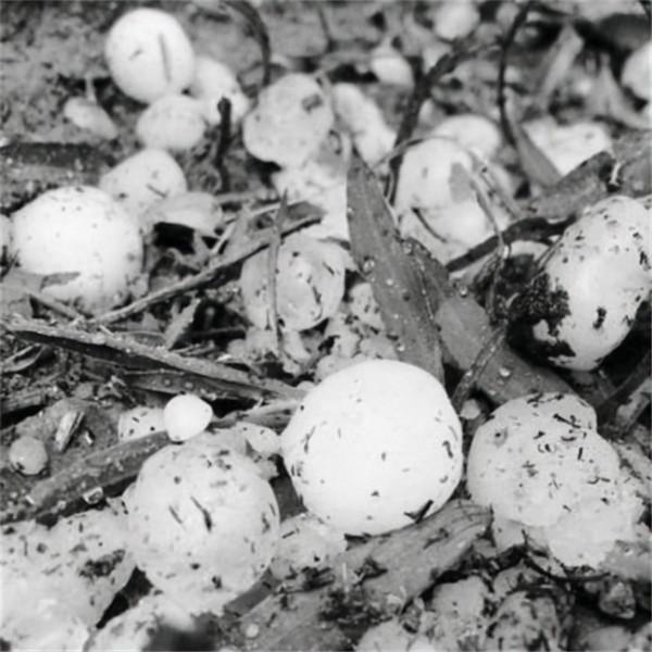 1983年，寧夏發現千年古墓，考古隊挖到一半後塌方，緊急撤離