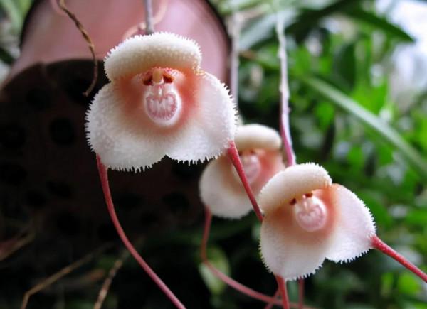 神奇的花你見過嗎