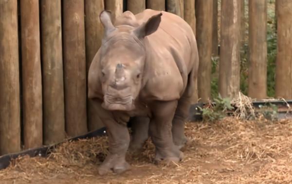 這隻貓天天和貓頭鷹幹架,卻打出了一段黑白配神仙友情 這隻貓天天和貓頭鷹幹架,卻打出了一段黑白配神仙友情