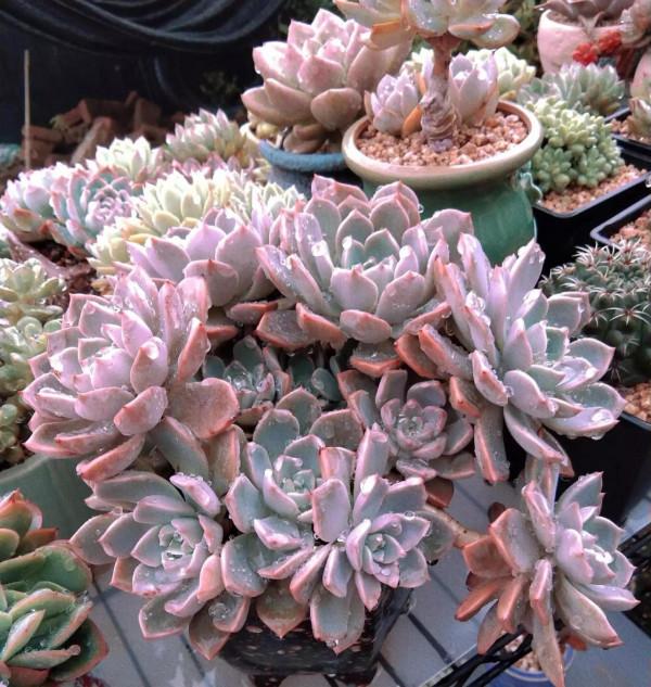 北方有佳人,絕世而獨立,養好多肉紅粉佳人,只需要做好這幾點 北方有佳人,絕世而獨立,養好多肉紅粉佳人,只需要做好這幾點