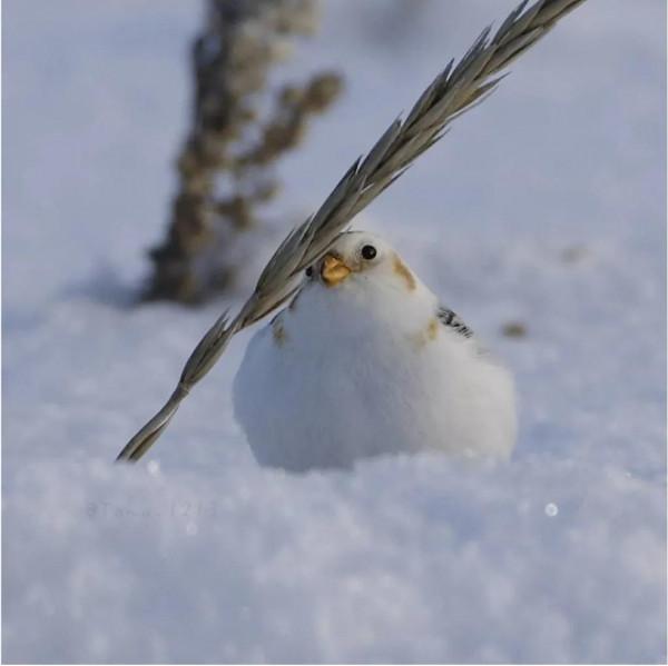 長了翅膀的絨球,萌萌噠 長了翅膀的絨球,萌萌噠