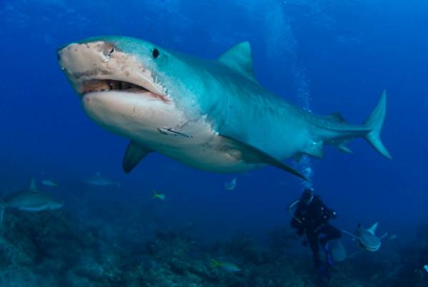 潛水員與虎鯊結下20年友誼