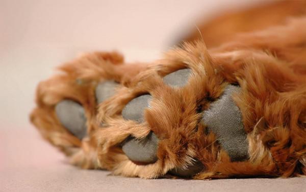 在狗狗眼中，主人摸它的爪子，是想幹這幾件事