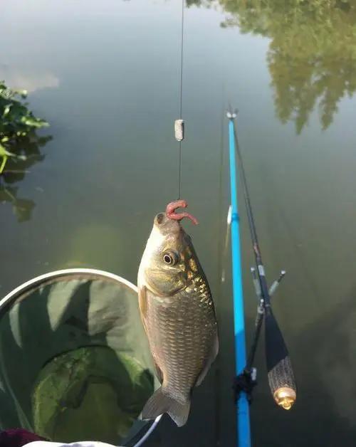釣魚人必須掌握的一些技巧# 釣魚人必須掌握的一些技巧#