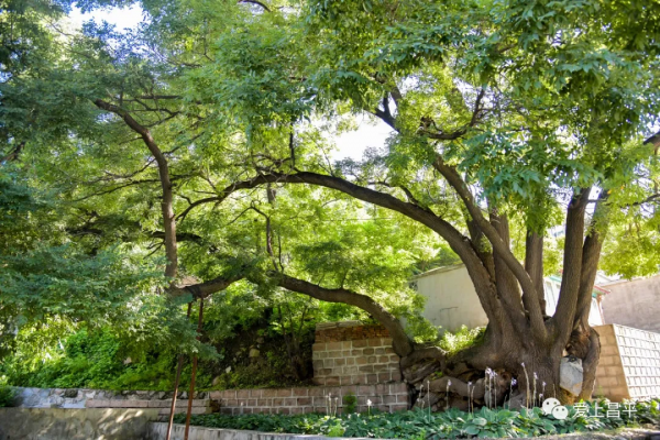 北京有個風景秀美的村莊,溪流疊水,野花遍地,現在去正好 北京有個風景秀美的村莊,溪流疊水,野花遍地,現在去正好