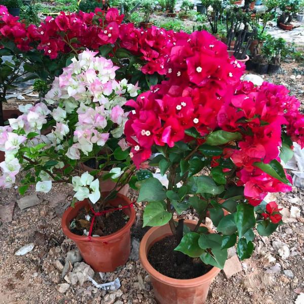 若是發現盆土長出4種“小東西”,建議斷水、換盆,防止根系腐爛 若是發現盆土長出4種“小東西”,建議斷水、換盆,防止根系腐爛