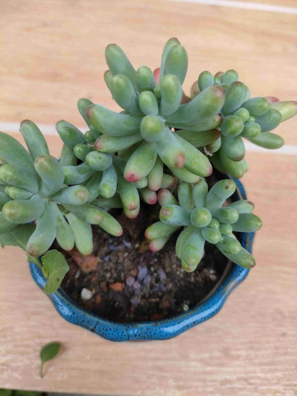 秋天養多肉，就養這5種，呼呼冒小芽