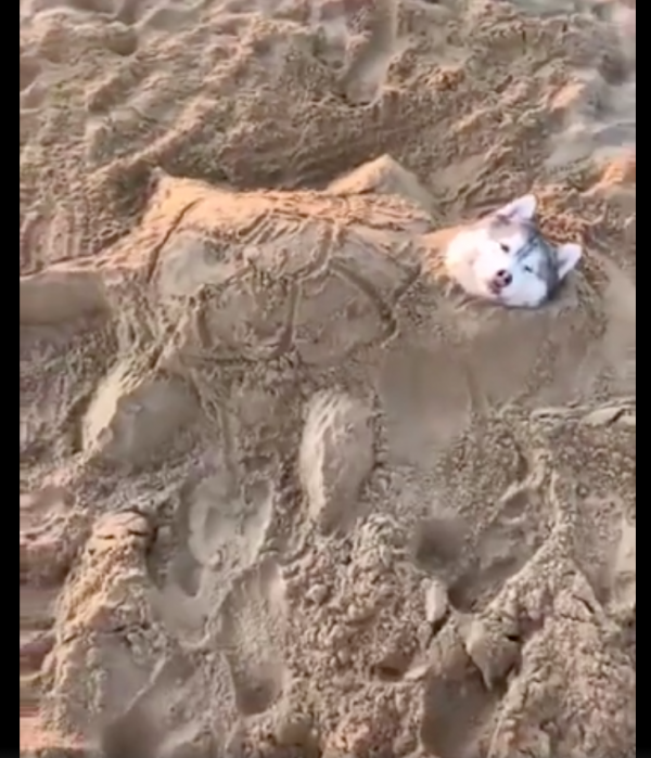 狗狗在沙灘上睡著了,主人將它埋了只露出頭,一覺醒來變成烏龜? 狗狗在沙灘上睡著了,主人將它埋了只露出頭,一覺醒來變成烏龜?