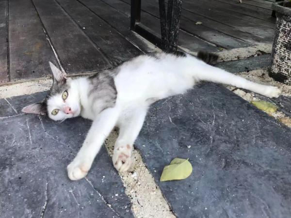 暹羅的精靈——泰國擼貓之旅