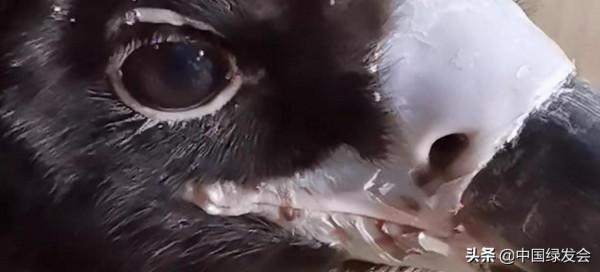 被風力發電機擊落的禿鷲,它還有救嗎？|缺乏生物多樣性評價引人憂