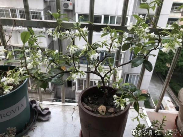 1種花像“小風車”,爬牆速度超快,花香濃郁好聞極了 1種花像“小風車”,爬牆速度超快,花香濃郁好聞極了