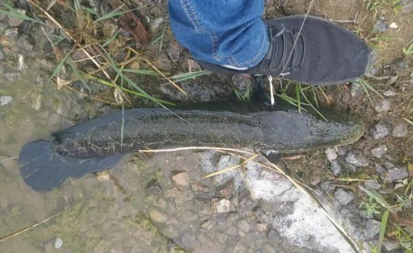 釣魚和射魚者引起爭吵，卻被稱多管閒事！射魚該不該被制止？