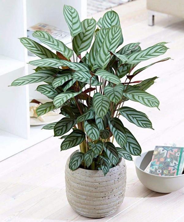 38種超級耐陰的花,沒光也能養爆盆,養在陽臺客廳超有範兒 38種超級耐陰的花,沒光也能養爆盆,養在陽臺客廳超有範兒