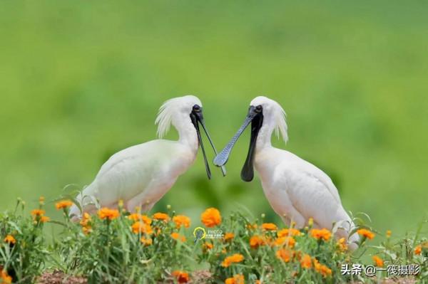 鳥兒美成雙。杭州翁劍敏/攝影 鳥兒美成雙。杭州翁劍敏/攝影