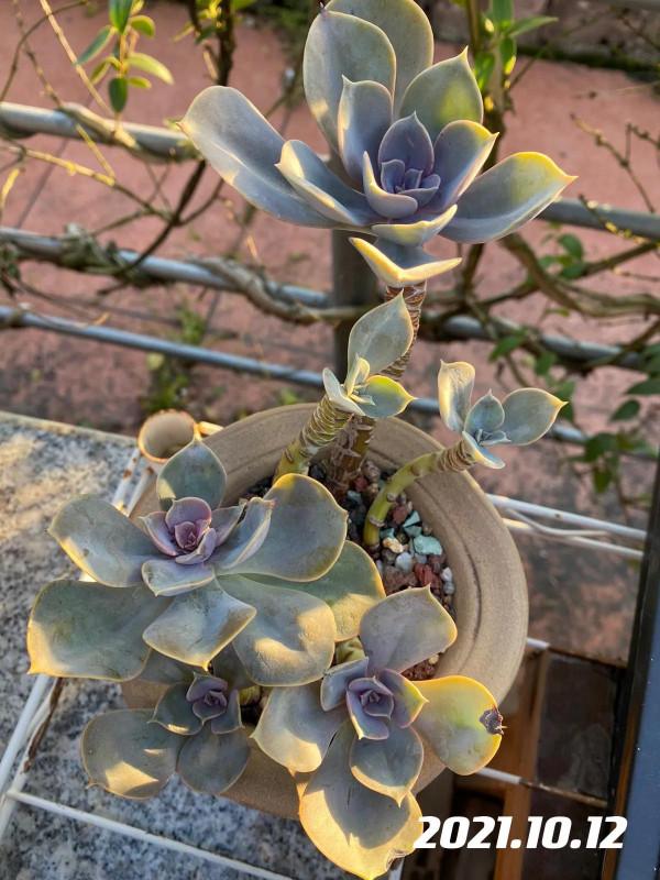 肉肉的輪迴：繁榮、美麗、衰敗、重生、逆襲