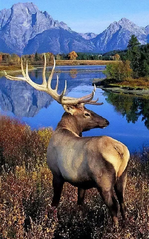 靈性十足的哺乳動物 靈性十足的哺乳動物