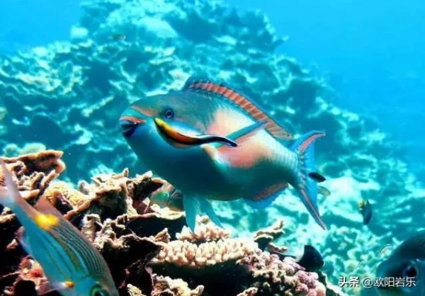 全球唯一隻接待中國公民的海島！比馬代純淨，僅有5萬國人去過