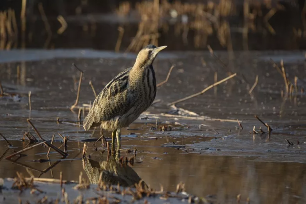 紀念版：一隻有故事的鳥，奧森拍鳥之大麻鳽