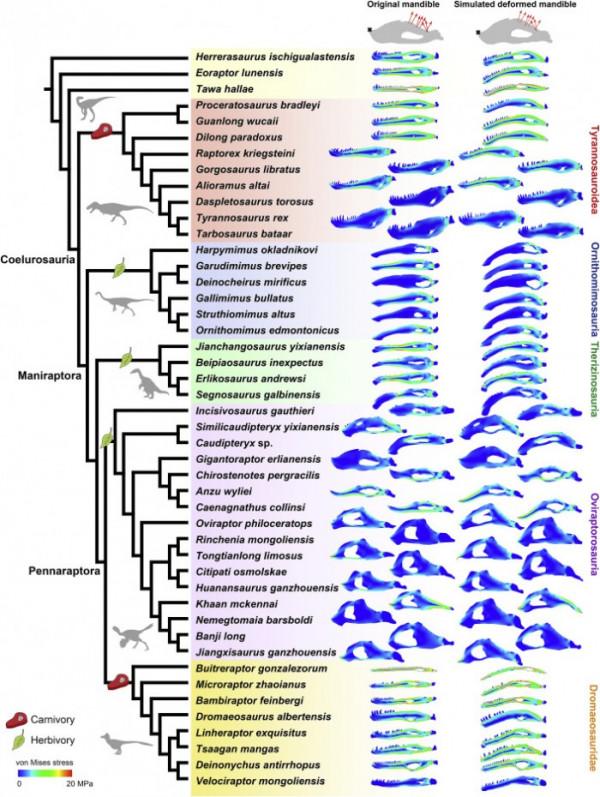 研究：獸腳亞目恐龍的下顎進化得更強大 使它們能夠食用更堅硬的食物