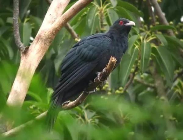 分享鳥類圖片-噪鵑