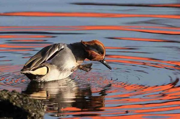 夕陽暉耀綠翅鴨 夕陽暉耀綠翅鴨