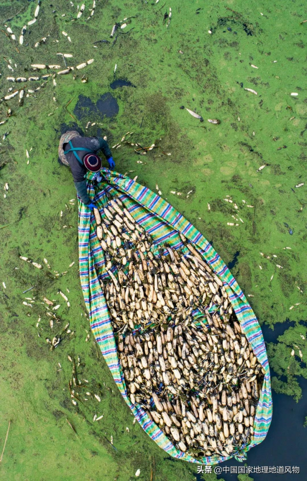 江南人的“水八仙”,北方人真的不懂 江南人的“水八仙”,北方人真的不懂