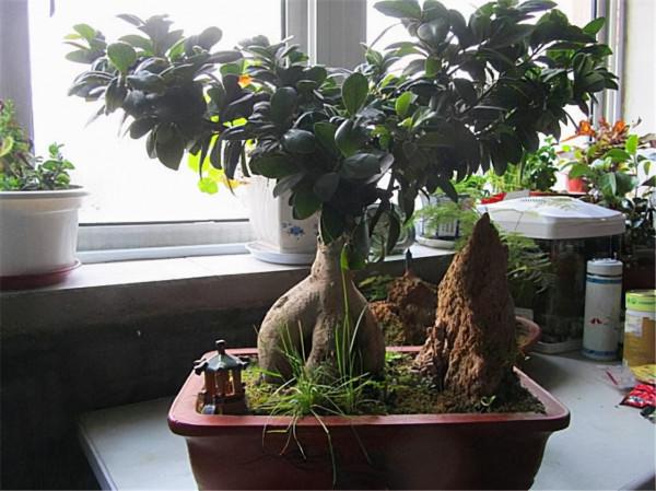 客廳這3棵“養生樹”，棵棵價值高，吸走毒氣釋放氧氣，身體更棒