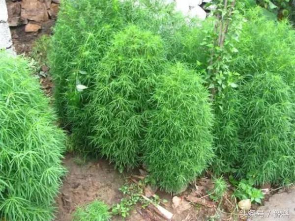 春天到了，80後小時候吃的野菜給大家一起分享一下