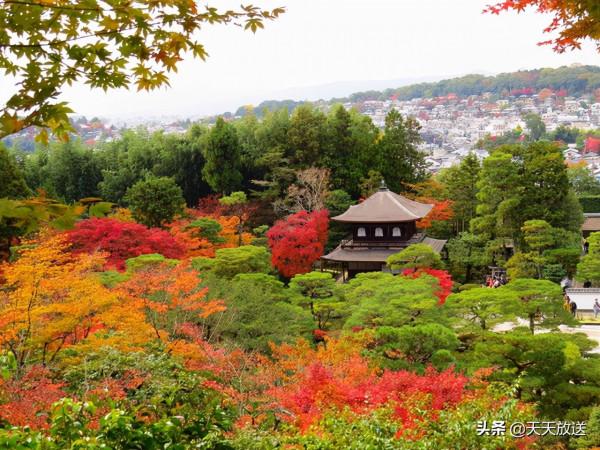 2021年11月京都紅葉觀賞資訊
