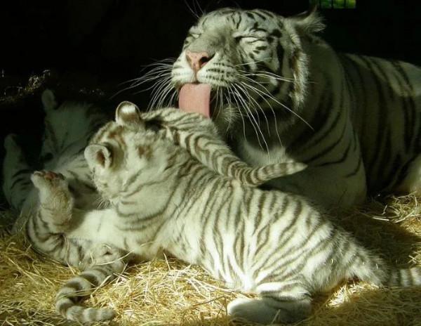 博物志 | 白虎：活著好難！